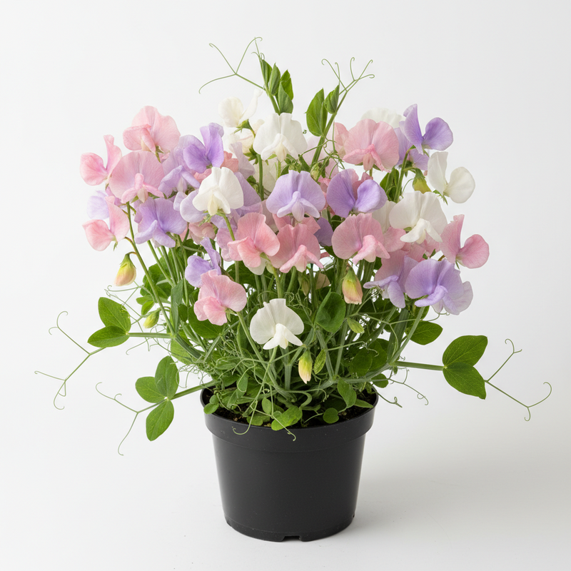 SWEET PEA 9cm