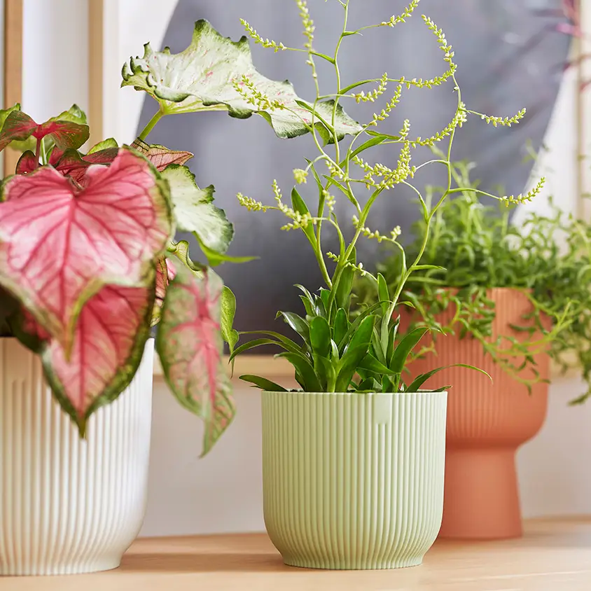 Indoor Pots