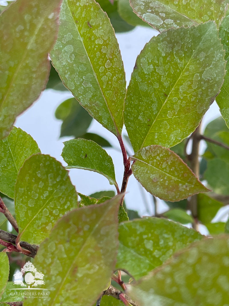 PHOTINIA fraseri Red Robin