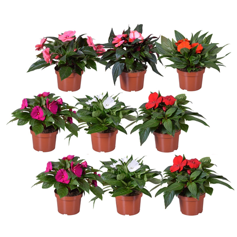 New Guinea Impatien Bundle (2 plants)