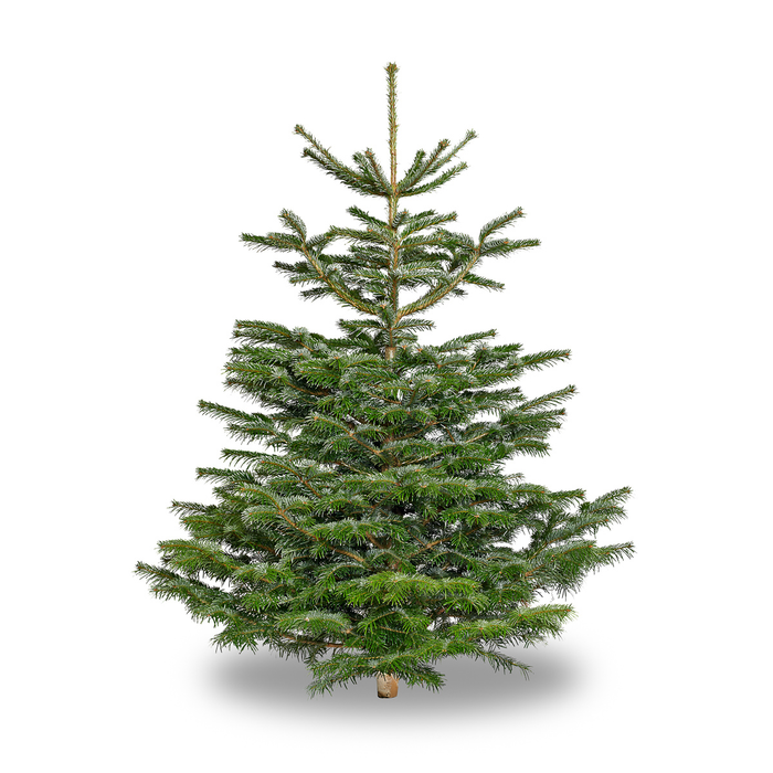 PRE-ORDER Nordmann Fir Real Christmas Tree