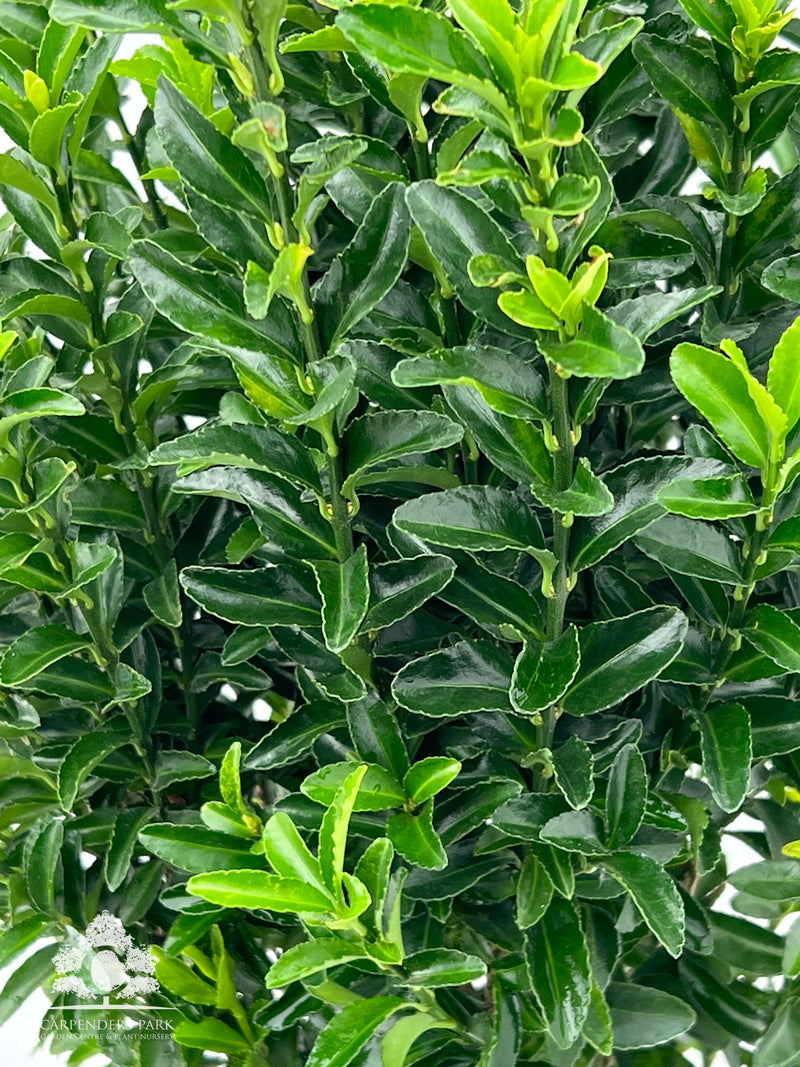 EUONYMUS japonica Green Spire