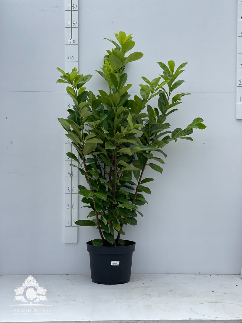 PRUNUS laur. Rotundifolia 100cm+ 7.5ltr